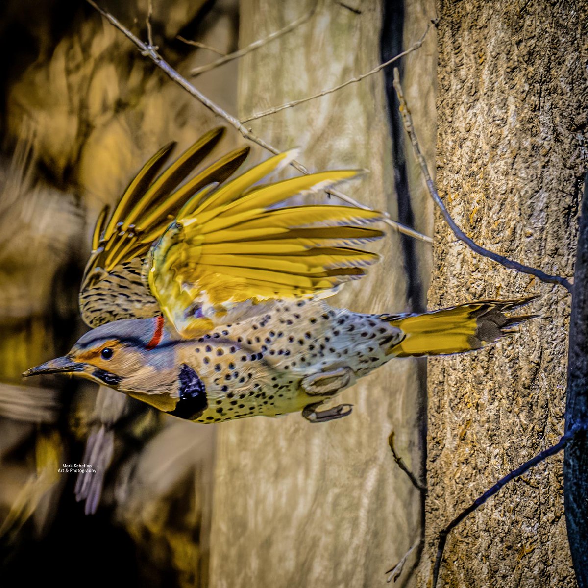 Mark Scheflen (kiboko_mark) tweet media