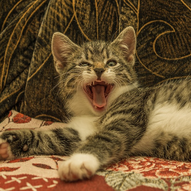 Landon Meredith tweet media