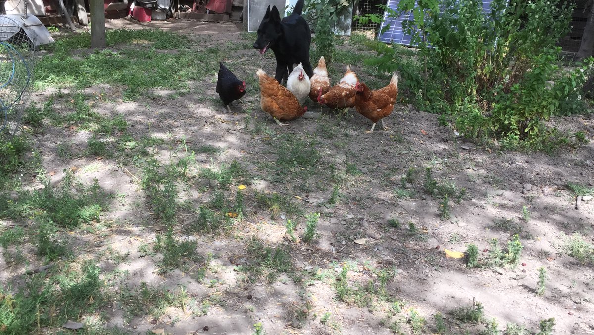 stalXalon tweet media