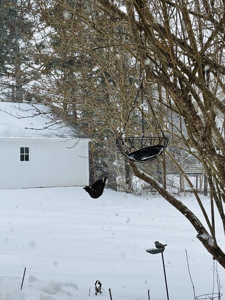 KOKIKU SHIHODEN tweet media