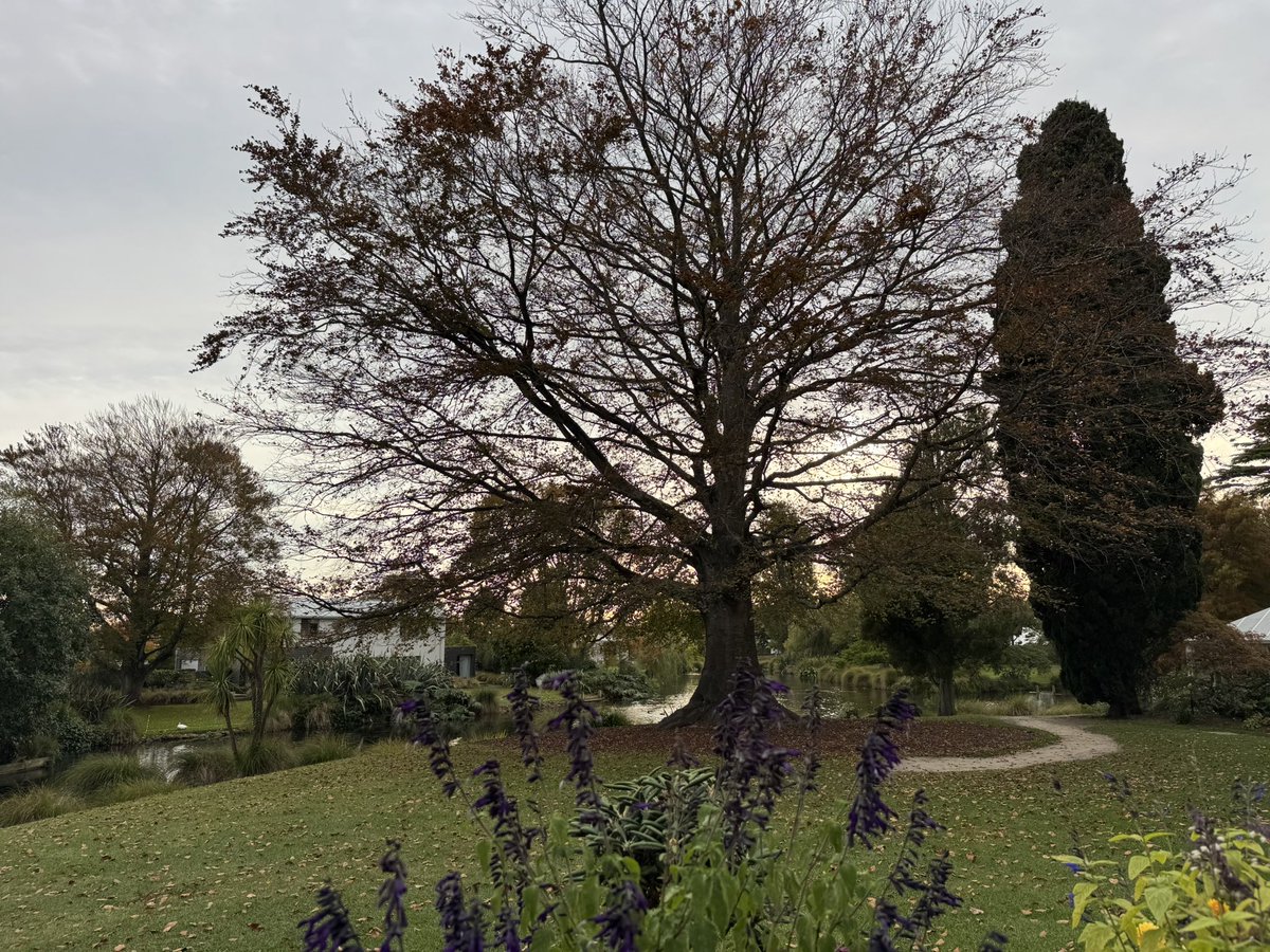 雅 Masa|愛の響きのシンガー(公式)|作詞家|小説家|大学教員(🇳🇿海外在住) tweet media