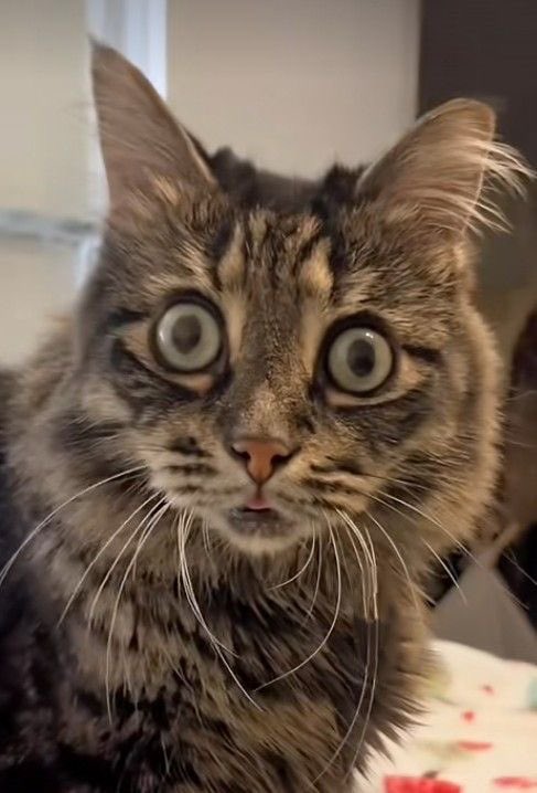 𝖉𝖆𝖓𝖆 tweet media