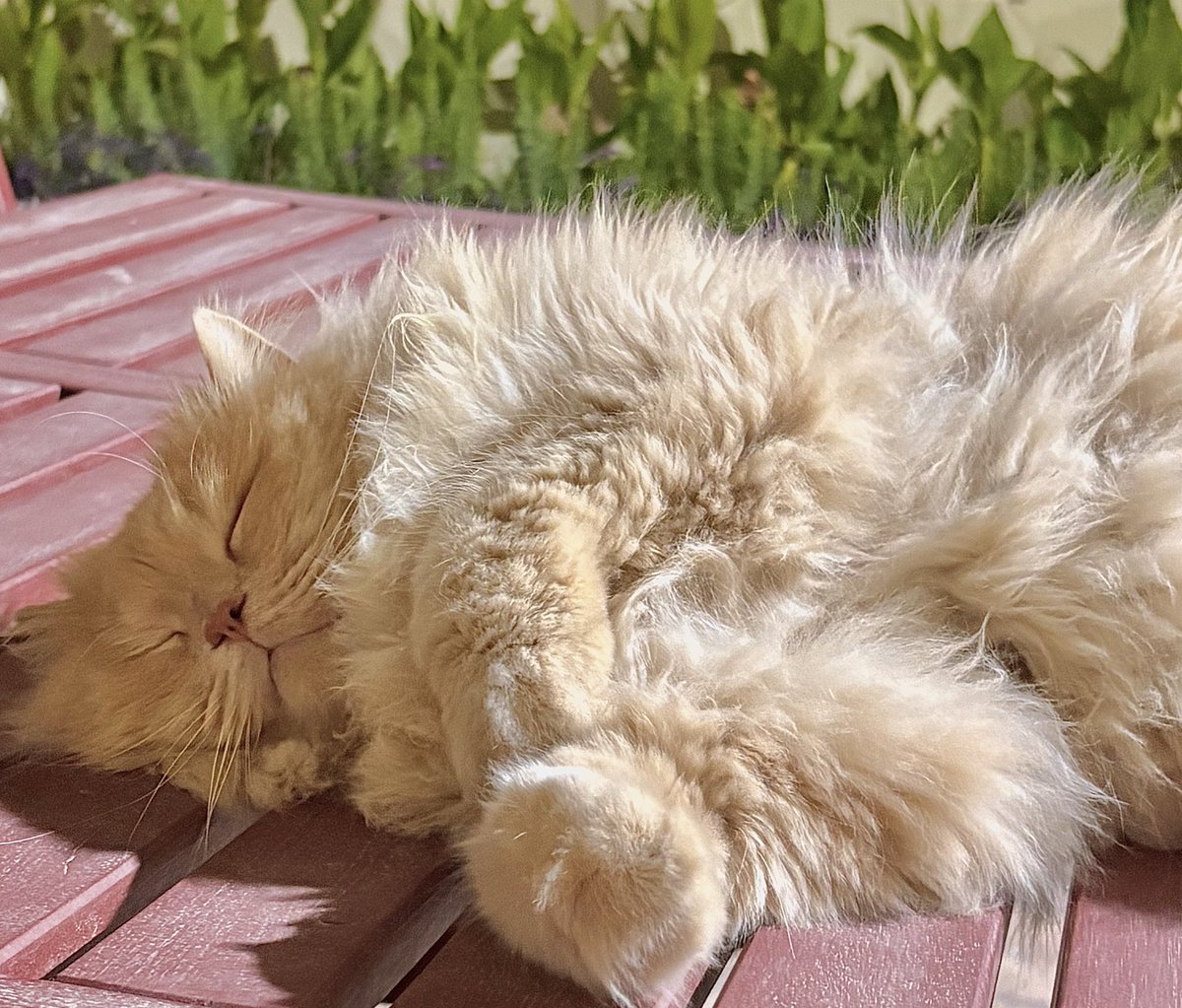 lllyellow33's tweet photo. مستمع🐱&amp; متحدث ☝️ https://t.co/uLQwIycA7r