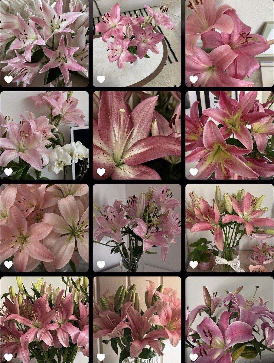 Bloomify tweet media