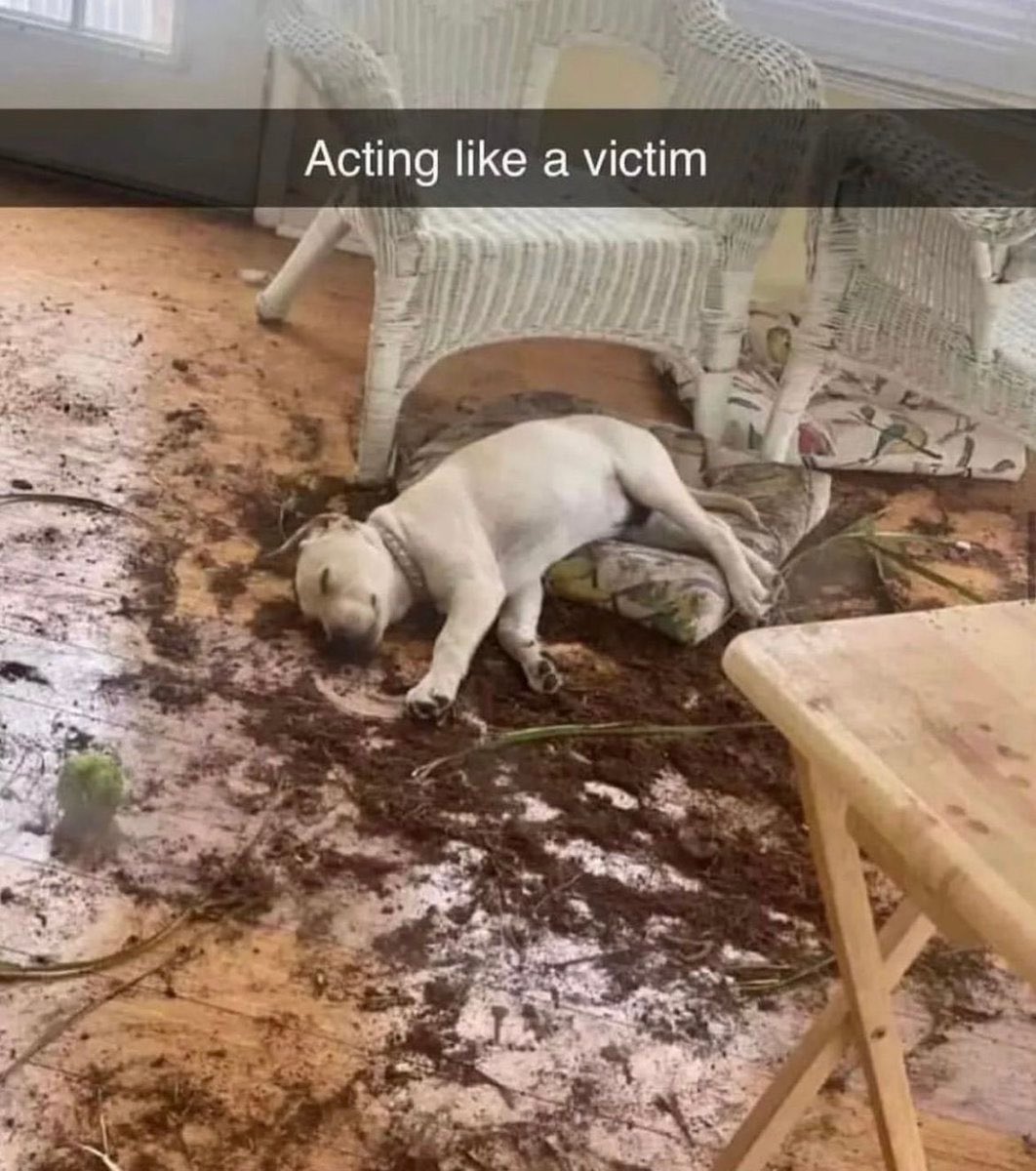 Dozing Dozer tweet media