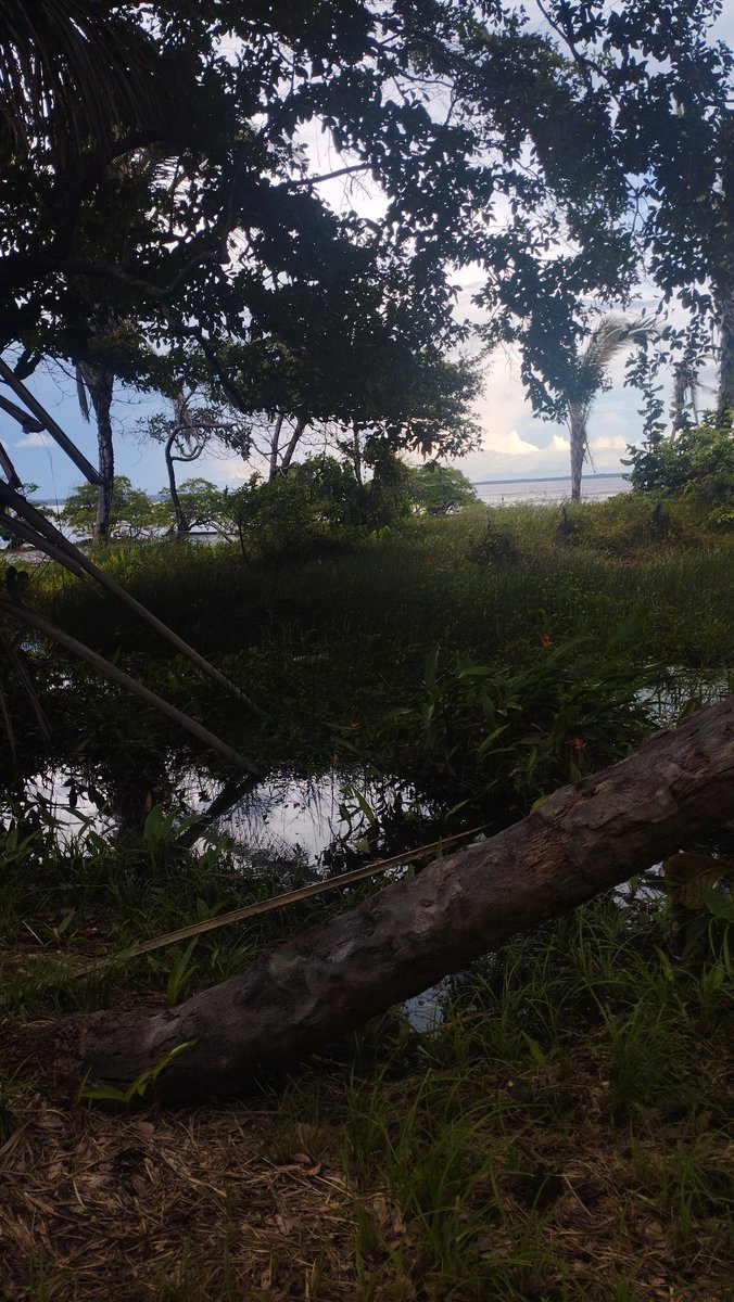 jadecomjota tweet media