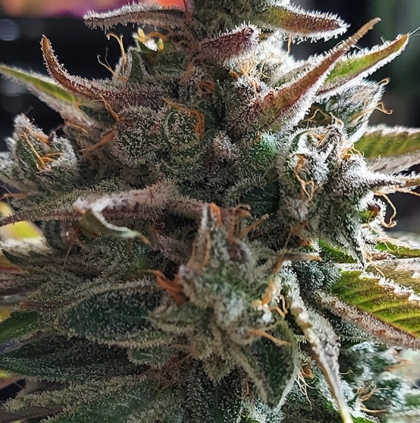 Jinxproof Genetics tweet media