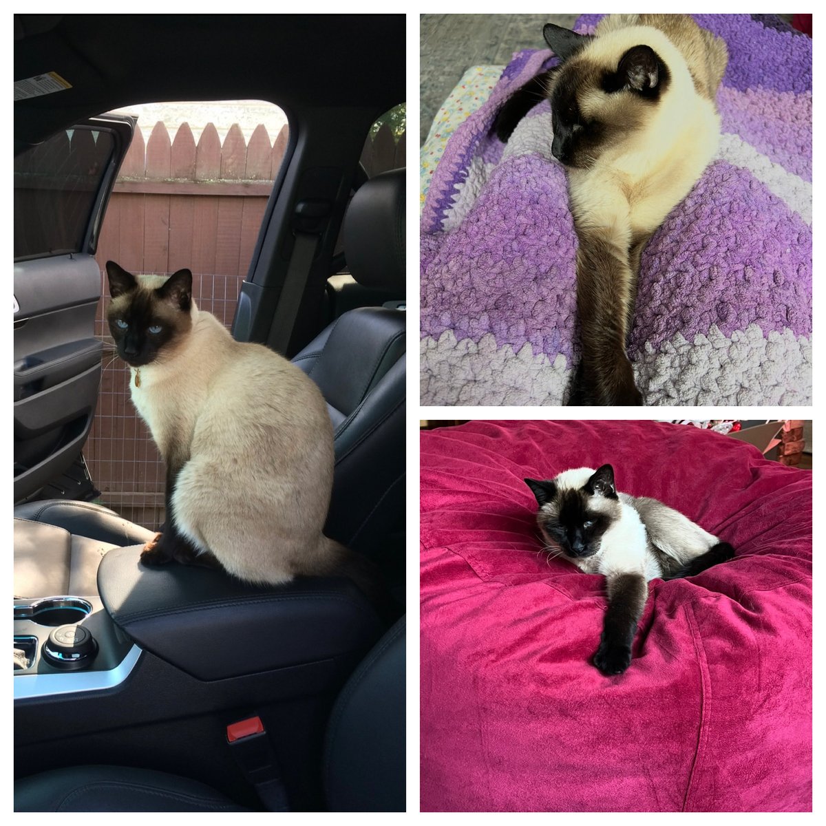 🇺🇸Crazy Cat Lady Fella🇺🇦 tweet media