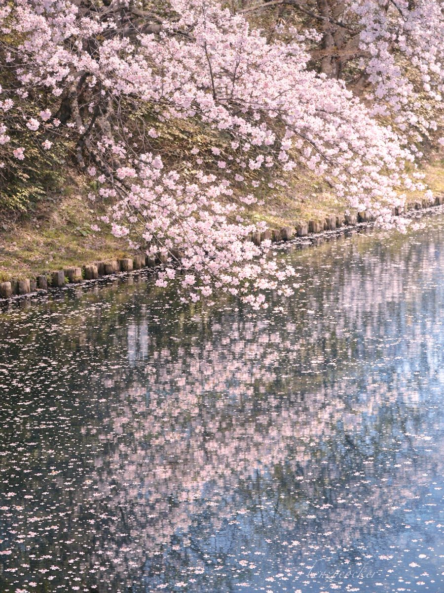 ベンジー tweet media