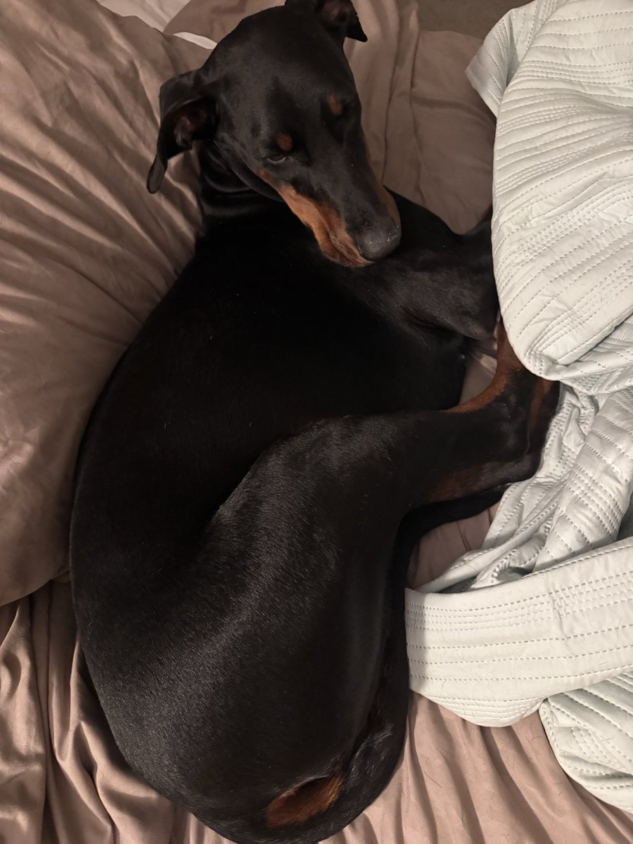 M555RKO's tweet photo. Get your ass… off my pillow 😡 https://t.co/AsoRiXRgCM