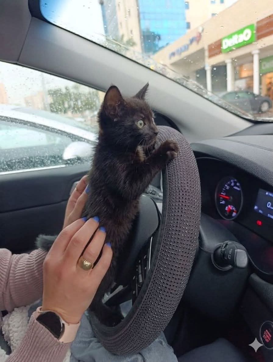 Sara Mary ⭐❤️ tweet media