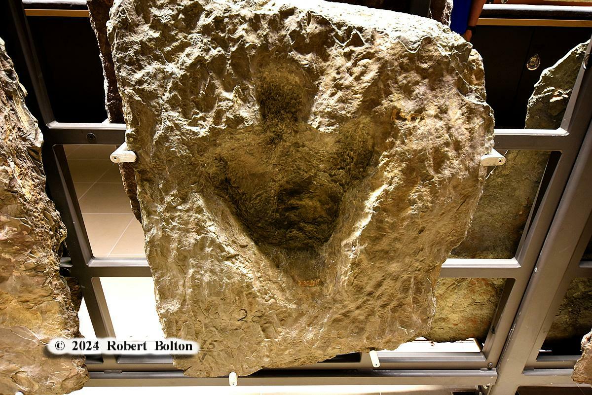 robertbolton443's tweet image. For this #flashbackfriday a final return to #summer2024 and the @BeneskiMuseum @AmherstCollege in #amherstma where I saw what they are truly for, #dinosaur #fossil tracks. #fossilfriday #fossilphotography #nikon #D7200 #nikkor1024mm #nikoncreators #nikonphotography #nikonlove
