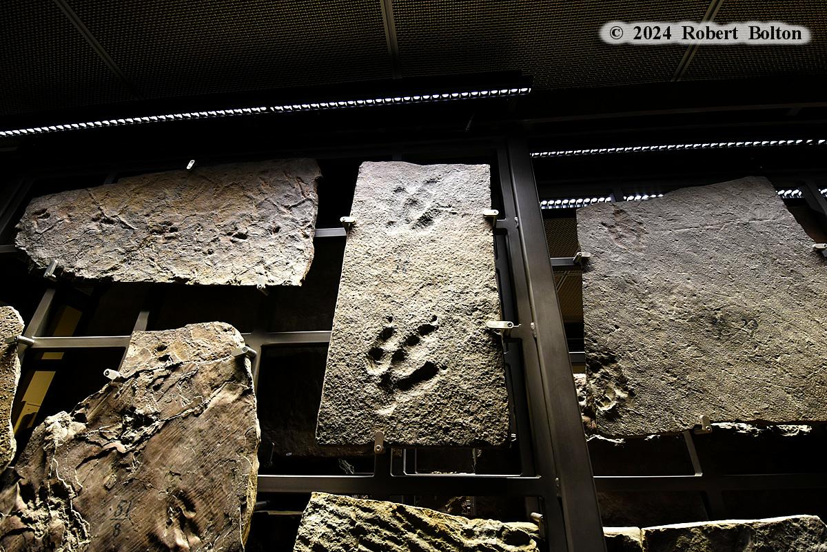 robertbolton443's tweet image. For this #flashbackfriday a final return to #summer2024 and the @BeneskiMuseum @AmherstCollege in #amherstma where I saw what they are truly for, #dinosaur #fossil tracks. #fossilfriday #fossilphotography #nikon #D7200 #nikkor1024mm #nikoncreators #nikonphotography #nikonlove