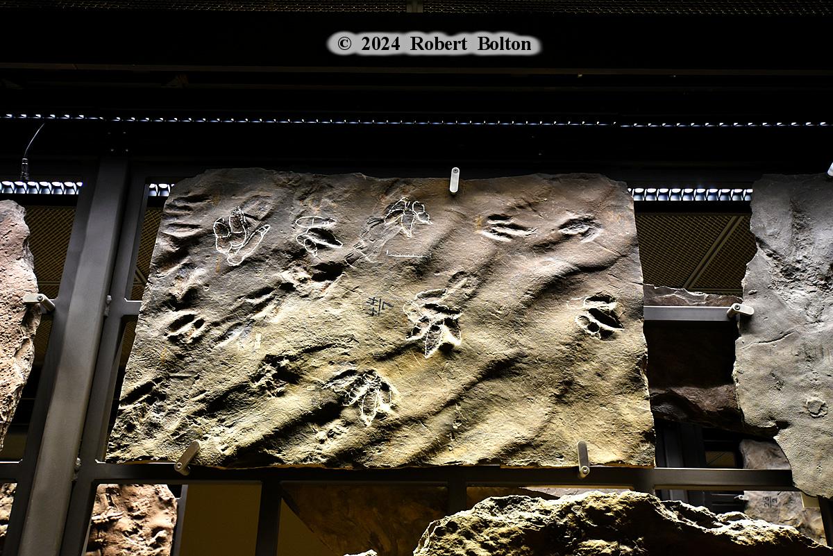 robertbolton443's tweet image. For this #flashbackfriday a final return to #summer2024 and the @BeneskiMuseum @AmherstCollege in #amherstma where I saw what they are truly for, #dinosaur #fossil tracks. #fossilfriday #fossilphotography #nikon #D7200 #nikkor1024mm #nikoncreators #nikonphotography #nikonlove