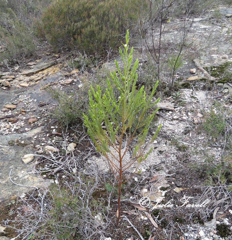 Lithgow Environment tweet media