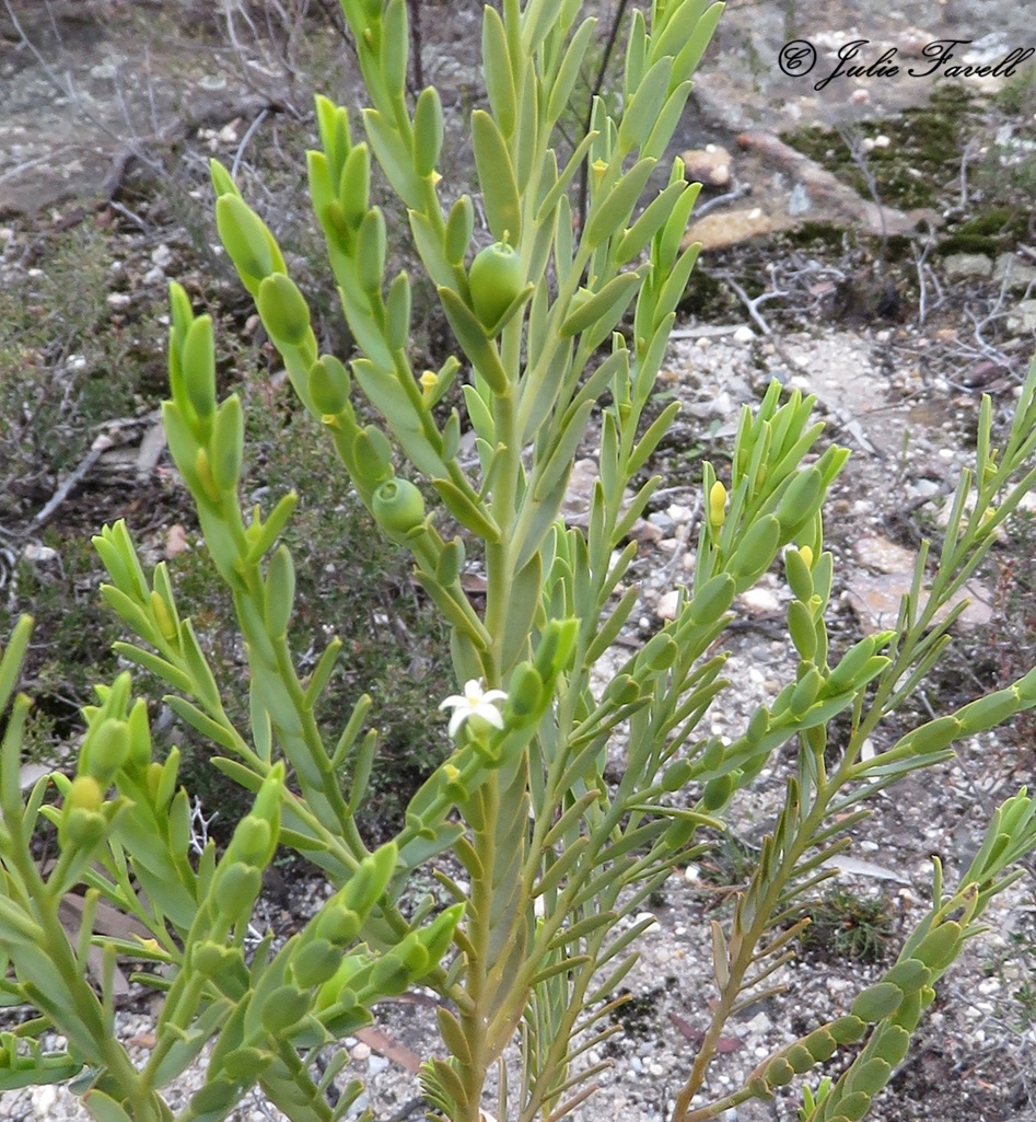 Lithgow Environment tweet media