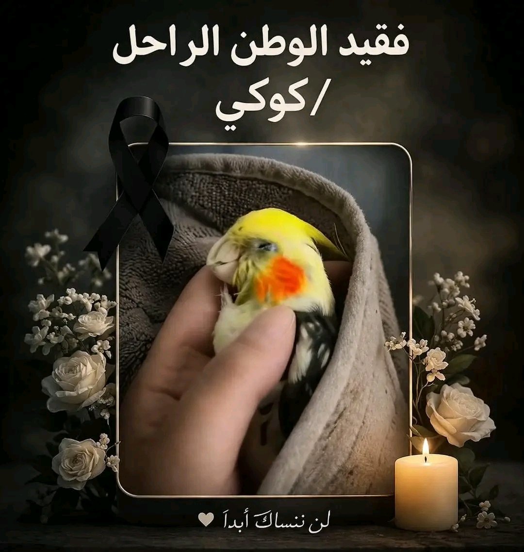 ريم 🌹 tweet media
