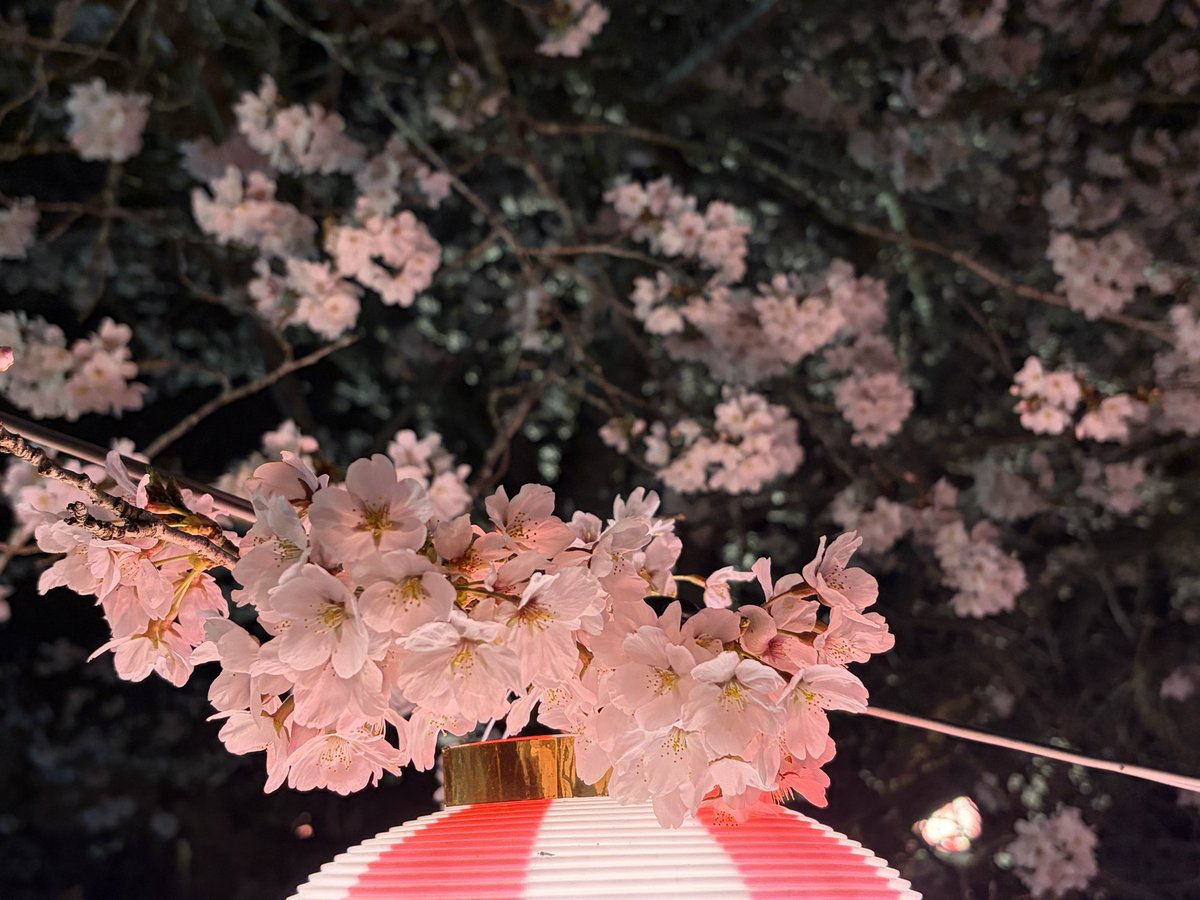 てこパカ(tecopaca)新肉球同盟写真部😻清掃隊🧼咲顔繋がり💜 tweet media