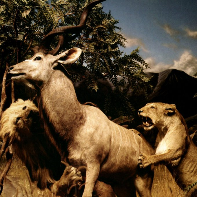 The Extreme Music Enthusiast tweet media