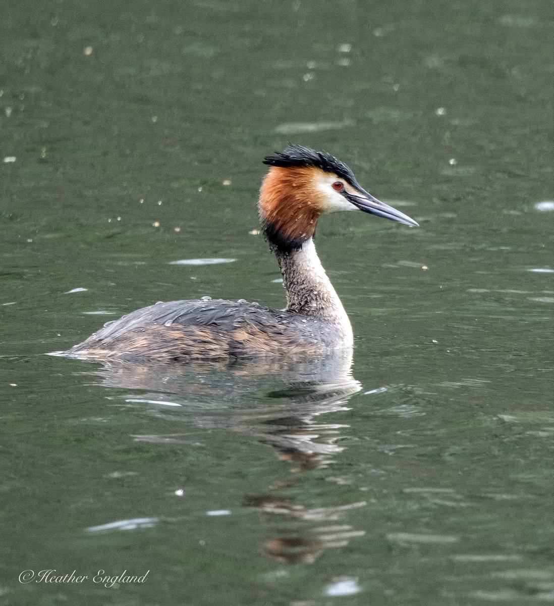 Heather24623189's tweet photo. Great Crested Grebe this afternoon in the Cotswolds..A very beautiful bird readily catching an array of small fish and Crayfish @CWPBirds https://t.co/Ao6j6sV5VI