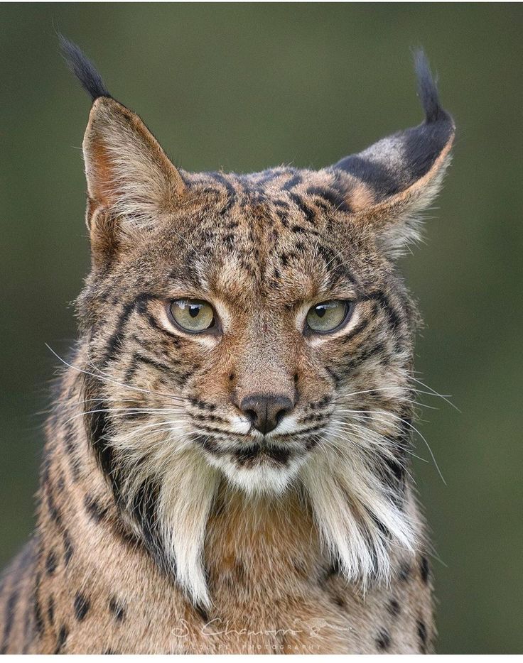 Hild simp✨ tweet media