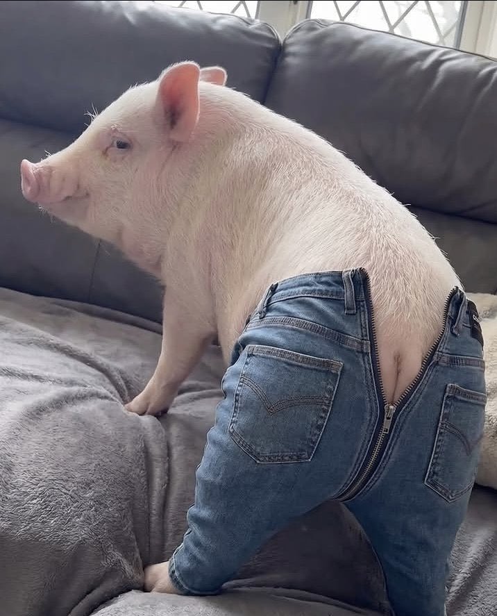 Kriszt’o Kur Kuot tweet media