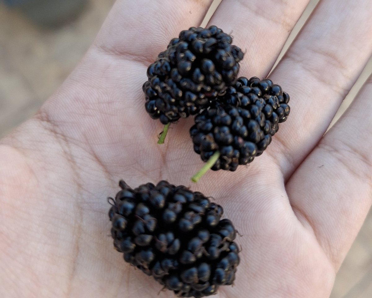 ｡‧˚ʚ ୨ bee ৎ ɞ˚‧｡ tweet media