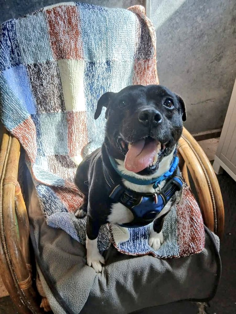 Senior Staffy Club Dog Rescue tweet media