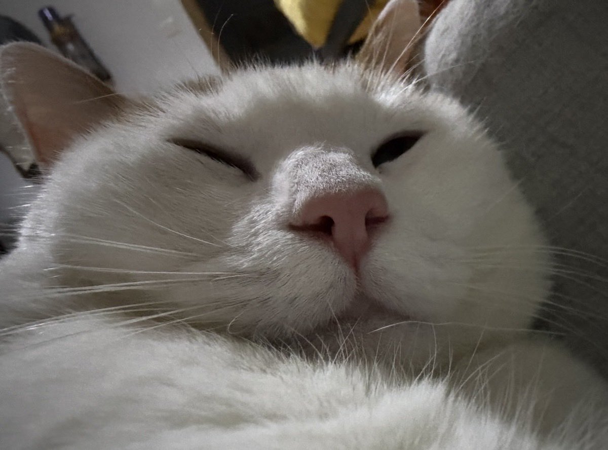 spiral knight leda tweet media