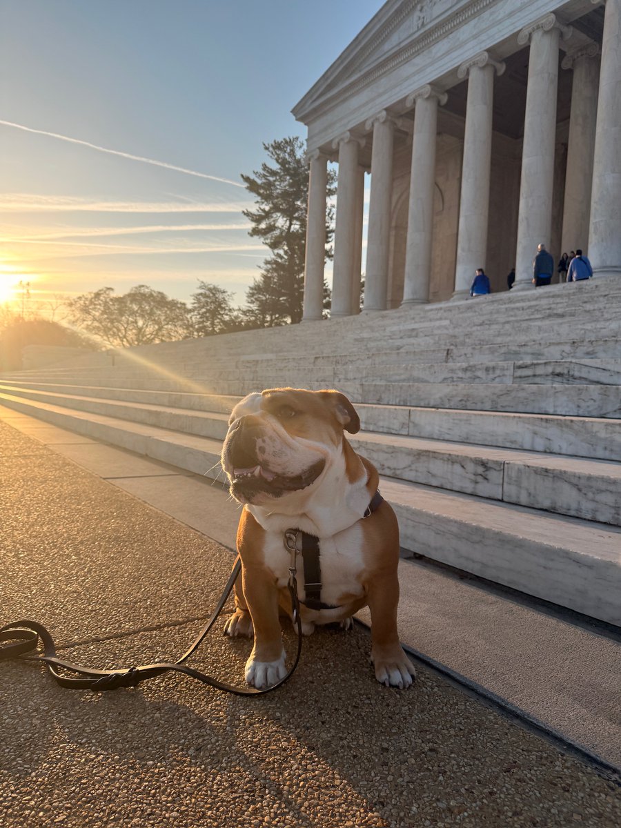 Jack the Bulldog tweet media