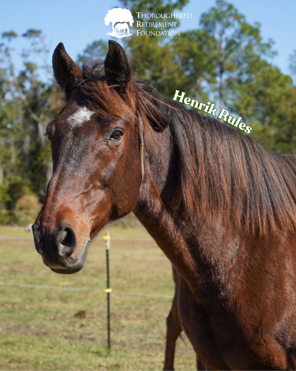 trfinc's tweet photo. Meet Henrik Rules! This Kentucky-bred bay gelding is the definition of a showstopper. Beyond his striking presence is a gentle soul who reminds us what these programs are all about: the power of second chances. Stay tuned as we introduce more amazing horses from our herd!💚 https://t.co/JDyGhTzkXP