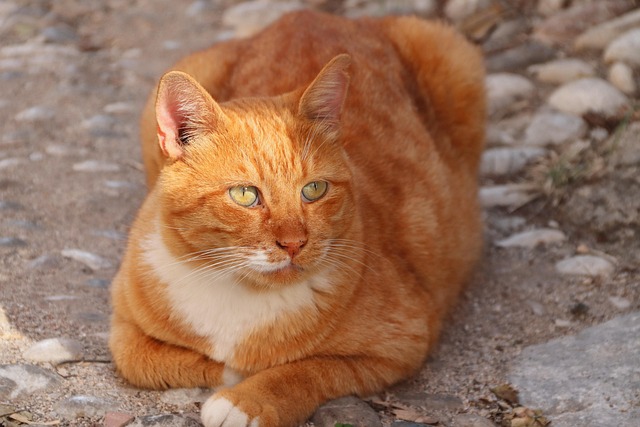 Pat Heather tweet media