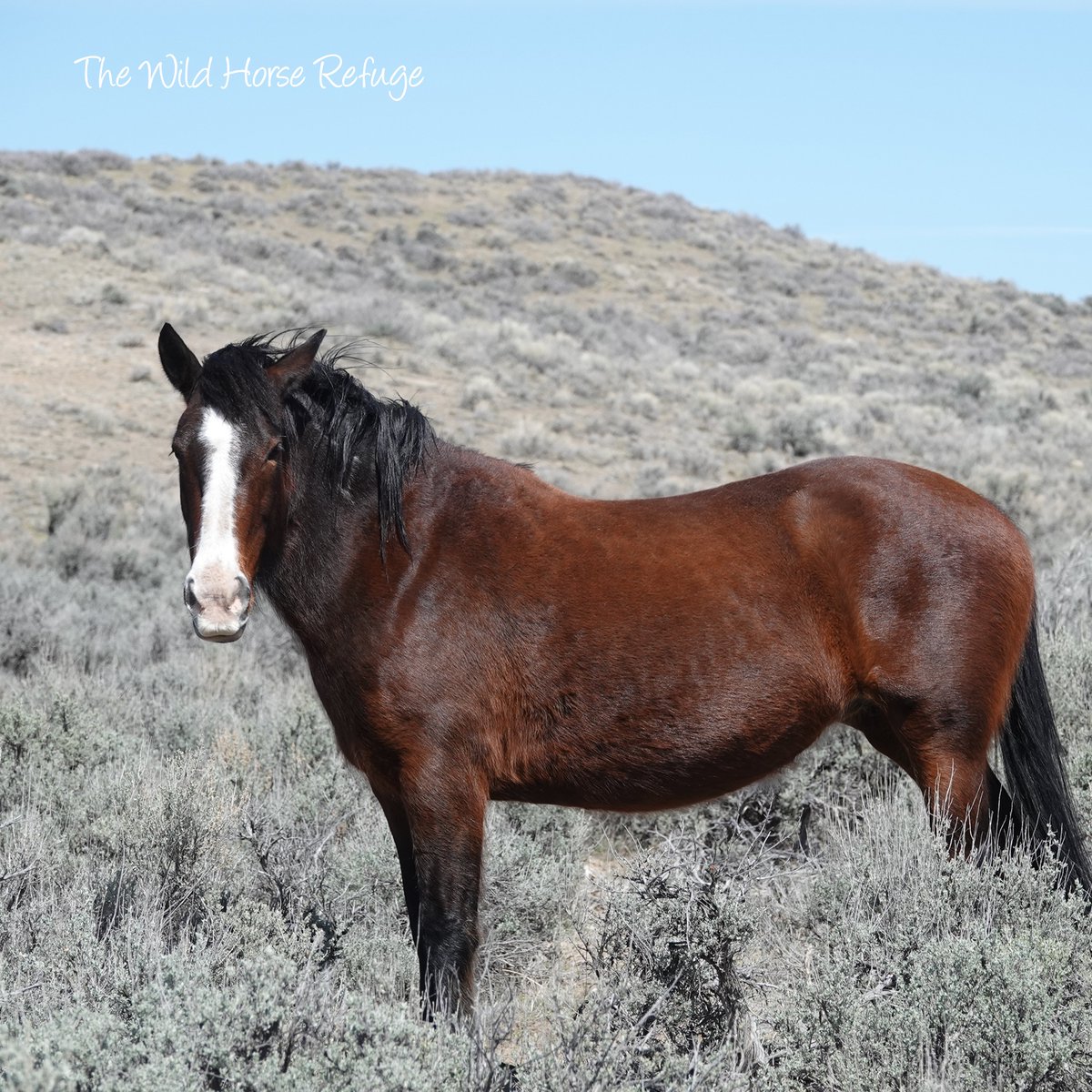 The Wild Animal Sanctuary tweet media