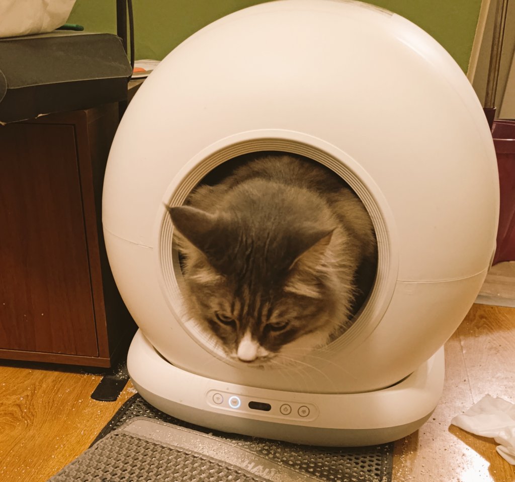 Kedilere Fısıldayan Kadın tweet media