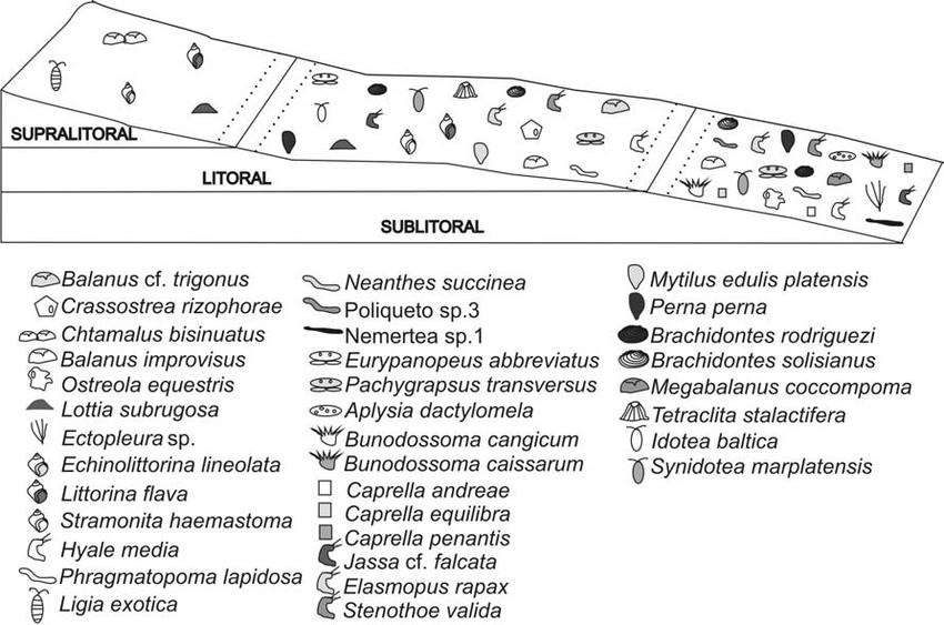 chuqueira autoclavada tweet media