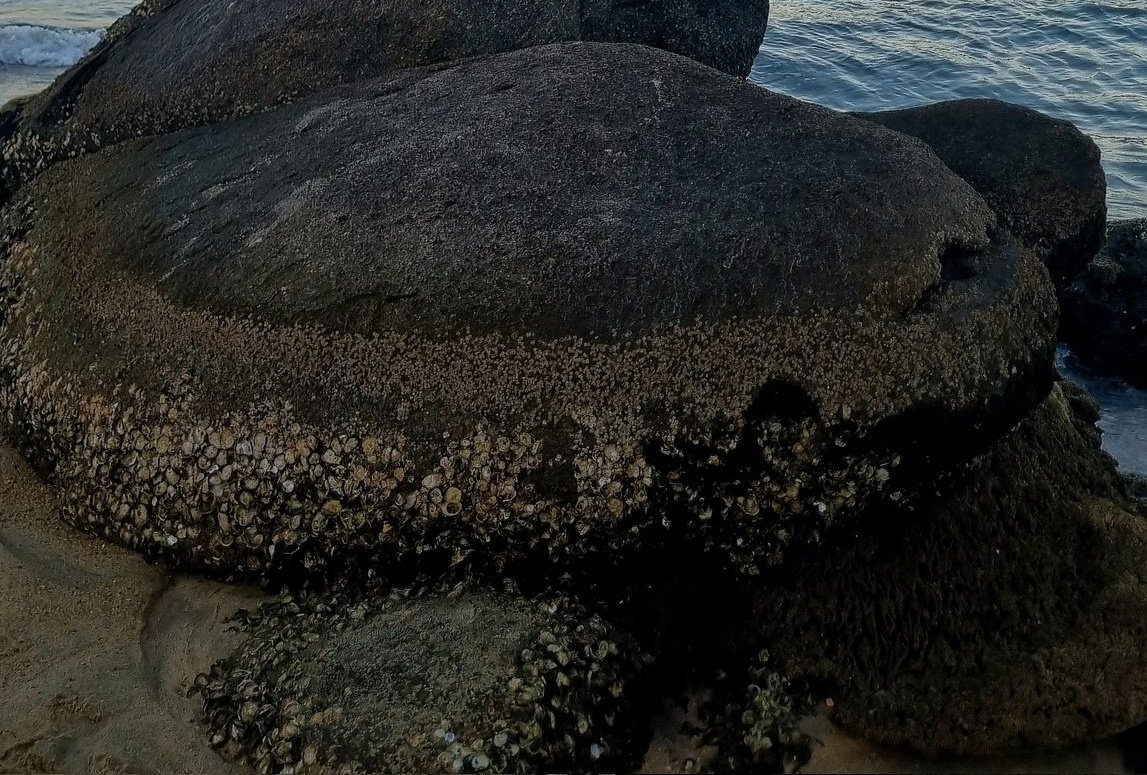 chuqueira autoclavada tweet media