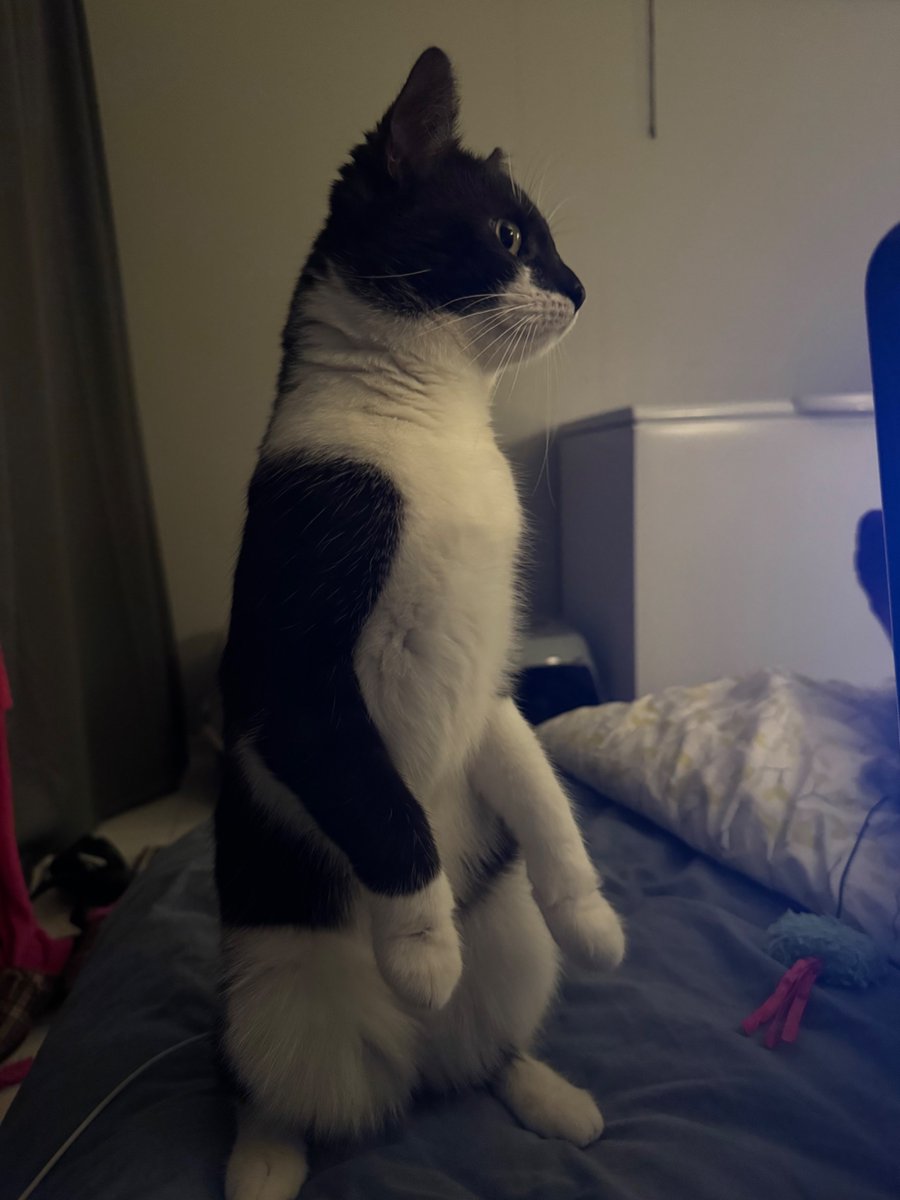 Luna🐾🐶 tweet media