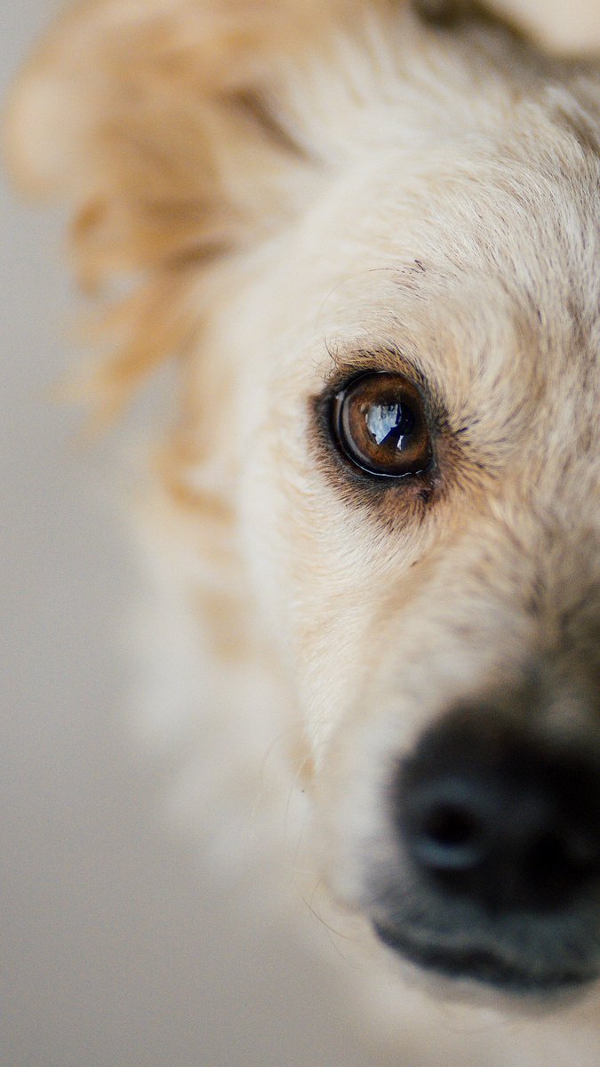 Midas $everino tweet media