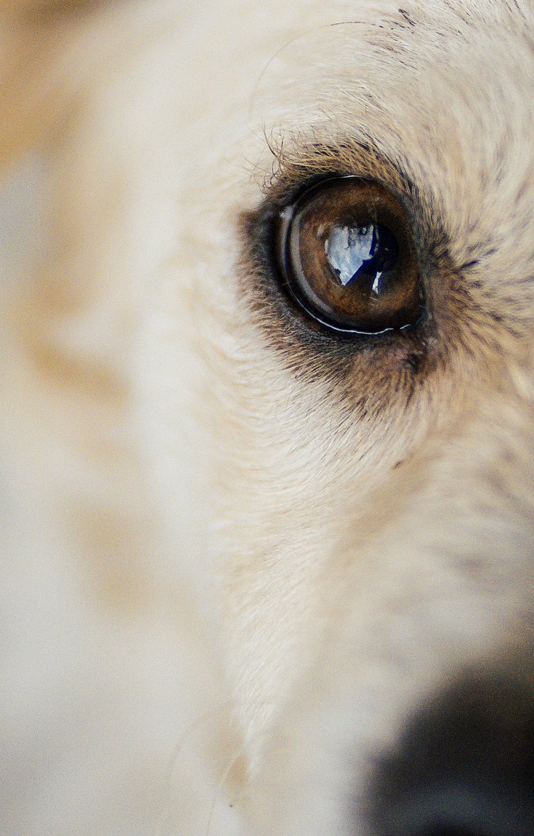 Midas $everino tweet media