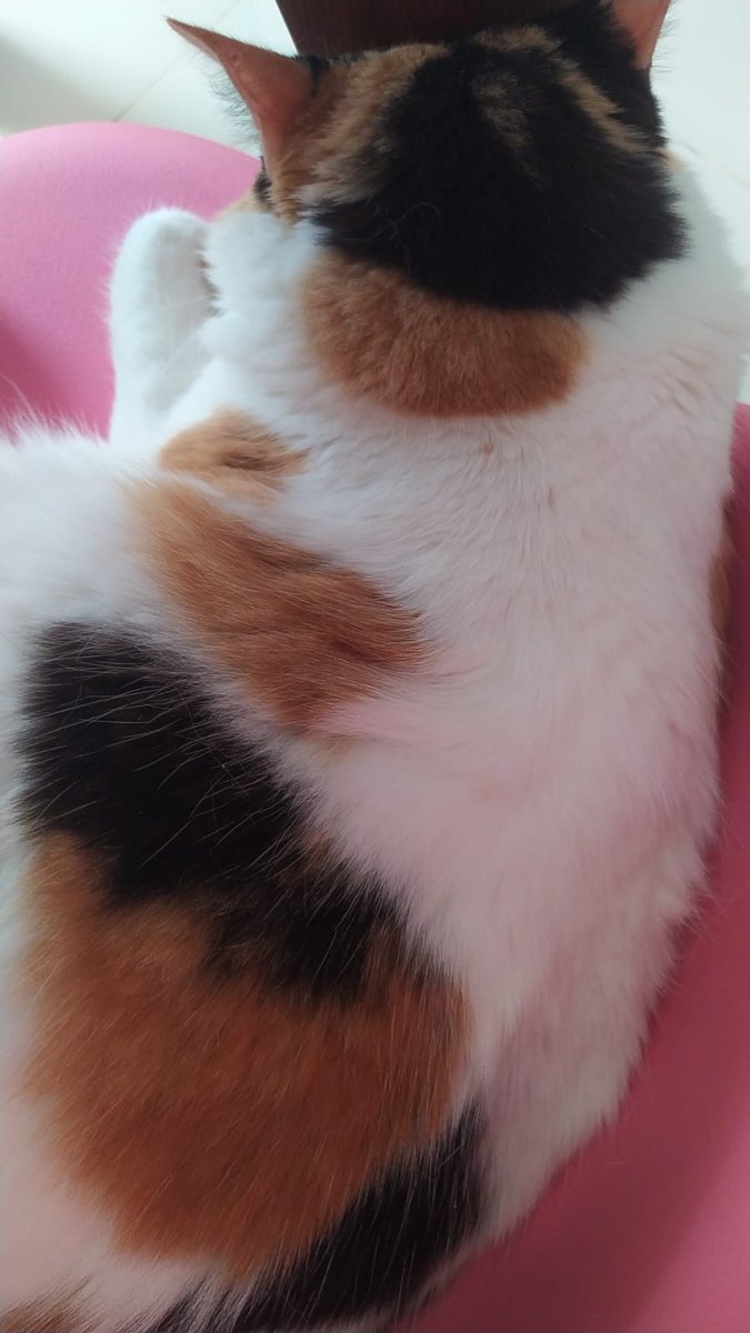 El Club de las 4 AM tweet media