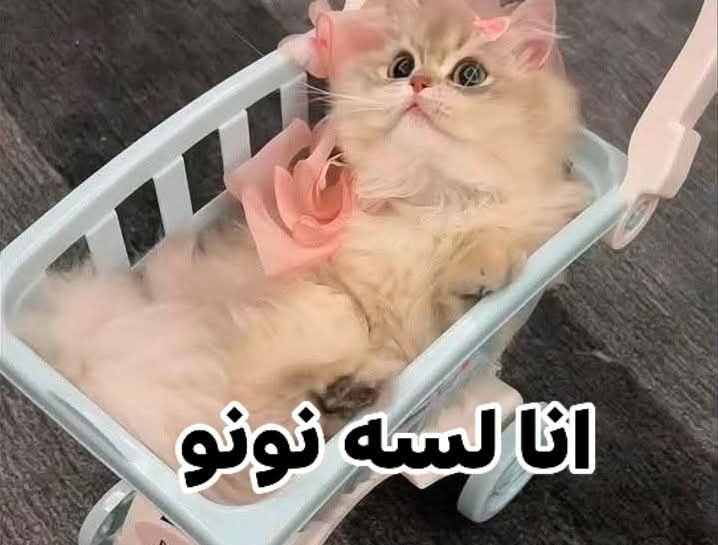 Manarྀི tweet media