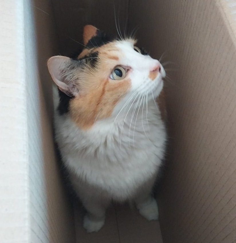 El Club de las 4 AM tweet media