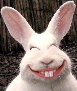 Robin van Wijk tweet media