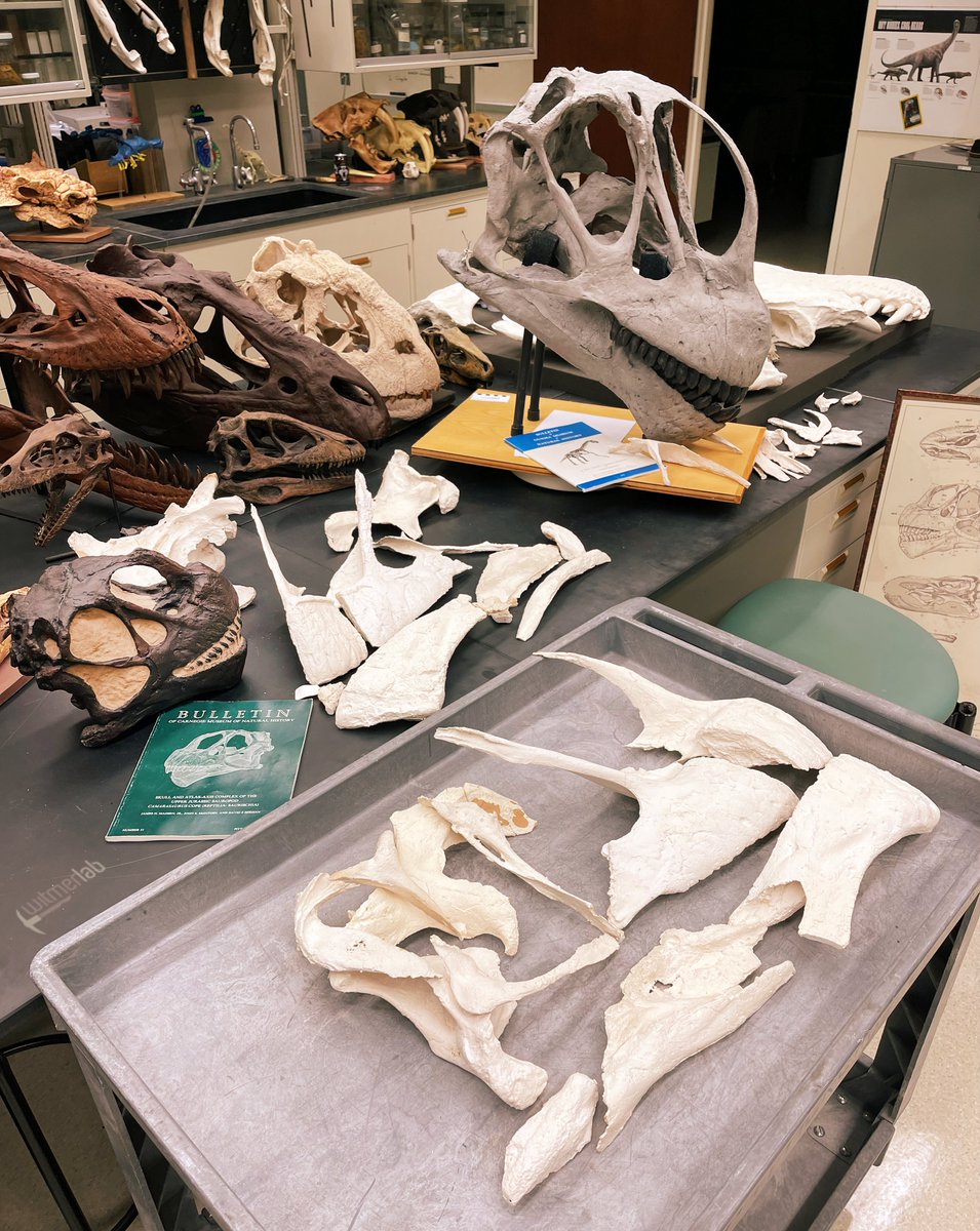 WitmerLab's tweet photo. A quiet #FossilFriday in the lab, just me &amp; the gang. Here's the Camarasaurus "station" that @OhioU freshman Klazina McKeigan set up to learn dinosaur skulls: huge skull of the Gunma Camarasaurus (GMNH-PV 101)—both articulated &amp; disarticulated—along with "baby Cam" (CM 11338). 🦕 https://t.co/WXN2nnuK6H
