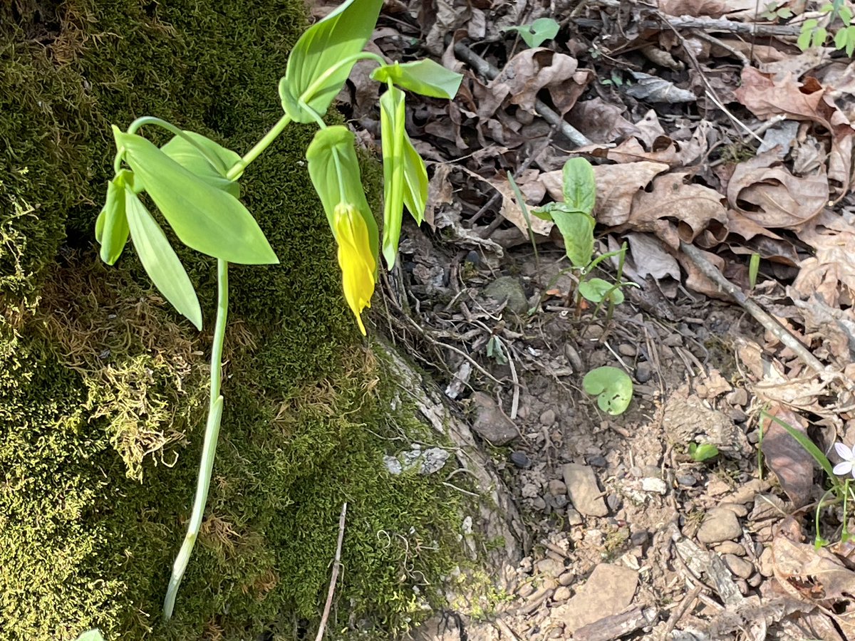 cruzzeroutdoors's tweet image. Wildflowers along the Fuzzy Butt Falls trail  we hiked on Tuesday March 31st : L-R  Merry Bells , Ohio Buckeyes , Virginia Spiderwort , Golden Seal ( hydrastis) . Get to the out there , never know what beauties you will see . #discovernature #discoverarkansas #gohiking
