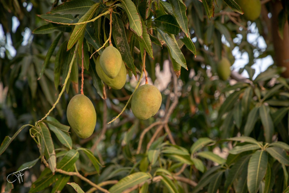 Mnqosh 📸 منكوش tweet media