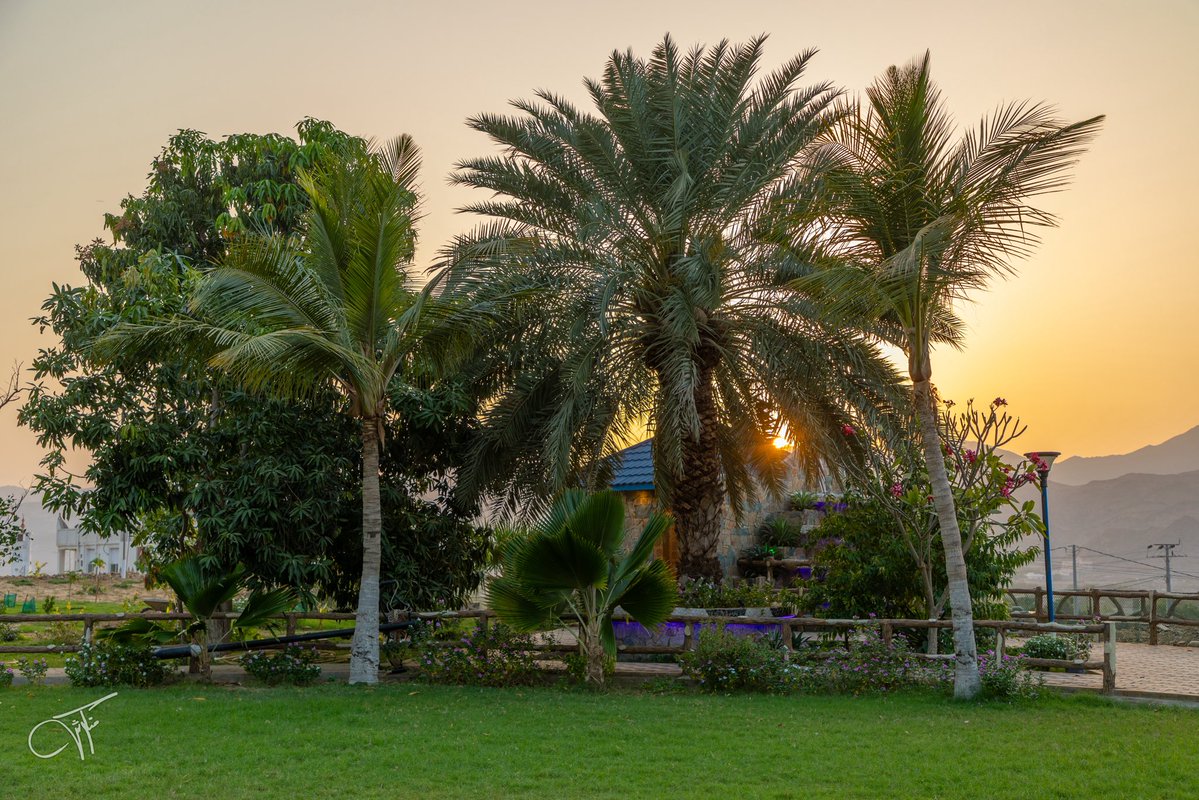 Mnqosh 📸 منكوش tweet media