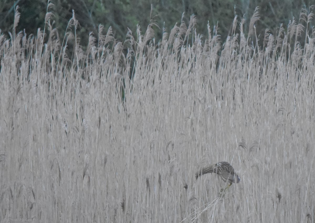 DavidMcGrath42's tweet photo. After many hours waiting the #AmericanBittern finally made an appearance at 20:20 #Cuskinnymarsh #Cork
3/4/26 https://t.co/FlQuPMmVcY