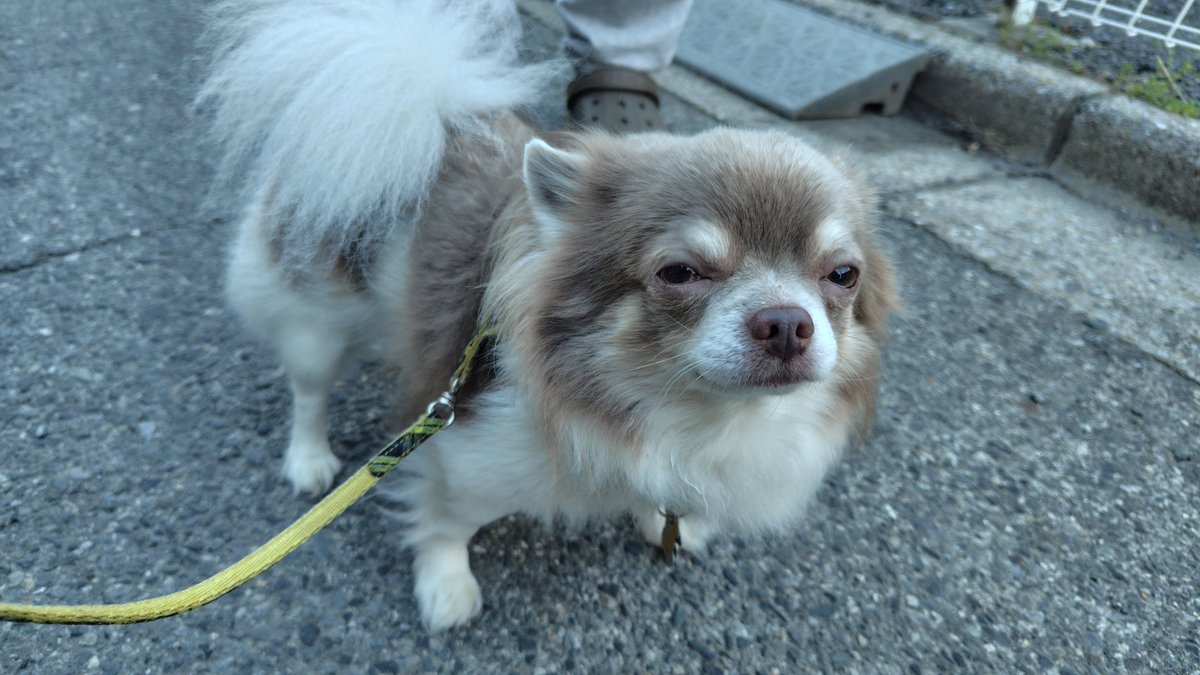 岬(みっくん)🐶 tweet media