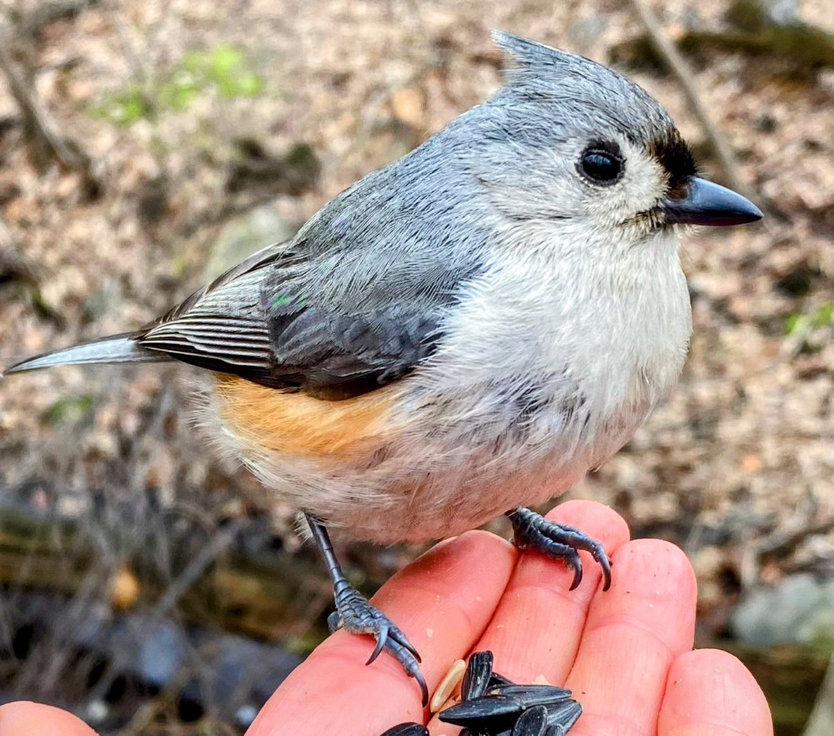 Ileen aka sixth year bird watcher tweet media